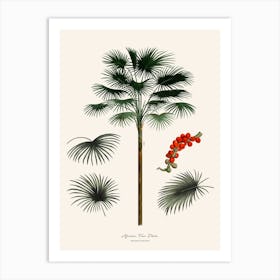 African Fan Palm Art Print