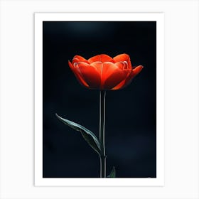 Single Red Tulip Art Print