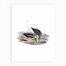 Vintage Grey Rumped Sandpiper Bird Illustration on Pure White n.0450 Art Print