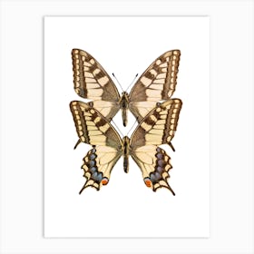 Two Butterflies 2 Art Print