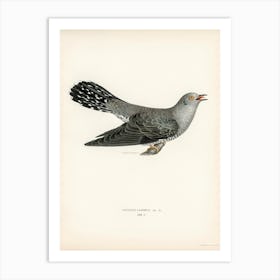 Common Cuckoo Male (Cuculus Canorus), The Von Wright Brothers Art Print