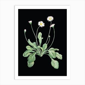 Vintage Daisy Flowers Botanical Illustration on Solid Black n.0446 Art Print