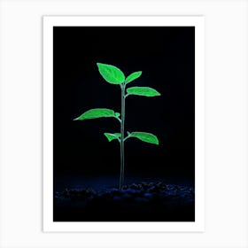 Young Plant In The Dark 4 Art Print