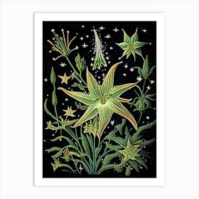 Shooting Star Wildflower Vintage Botanical Art Print