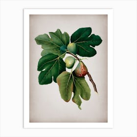 Vintage Common Fig Botanical on Parchment n.0927 Art Print