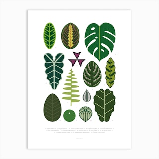 House Plants Leaves Art Print