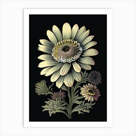 Osteospermum 3 Floral Botanical Vintage Poster Flower Art Print