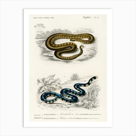 Elephant Trunk Snake (Acrochordus Javanicus) And Columbrine Sea Krait (Platurus Fasciatus), Charles Dessalines D' Orbigny Art Print