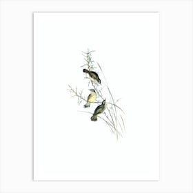 Vintage Spotted Scrubwren Bird Illustration on Pure White n.0178 Art Print