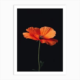 Poppies 108 Art Print