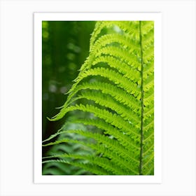 Green fern leaf, summer dream Art Print