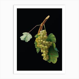 Vintage Grape Vine Botanical Illustration on Solid Black n.0122 Art Print