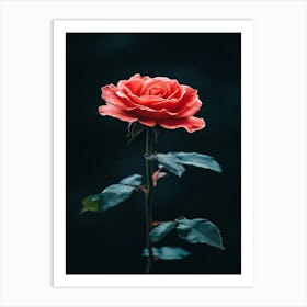 Single Rose 12 Art Print