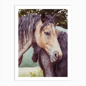 Two Horses In A Field 1 Art Print