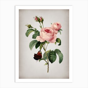 Vintage Provence Rose Botanical on Parchment n.0199 Art Print