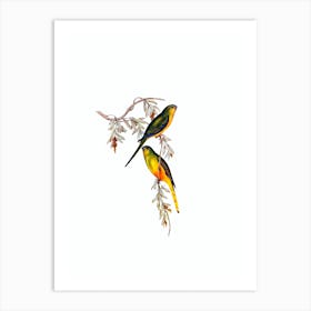 Vintage Orange Bellied Grass Parrakeet Bird Illustration on Pure White n.0297 Art Print