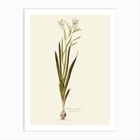 Lily Of The Valley 34 Art Print