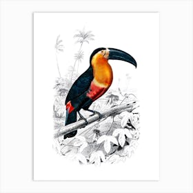 Toucan Vintage 19th Century Illustration Art Print