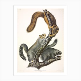 Cat Squirrel, John James Audubon Art Print