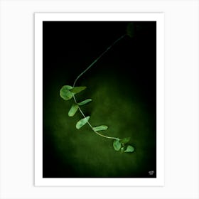 Eucalyptus Photograph 2 Art Print