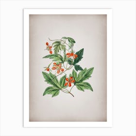 Vintage Red Loasa Flower Botanical on Parchment n.0579 Art Print