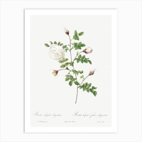 Silver Flowered Hispid Rose, Pierre Joseph Redoute Art Print