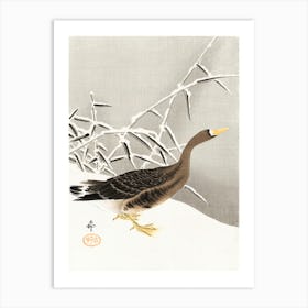 White Fronted Goose In The Snow (1900 1930), Ohara Koson Art Print