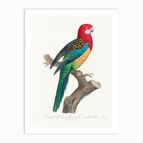 The Eastern Rosella, (Platycercus Eximius) From Natural History Of Parrots, Francois Levaillant Art Print