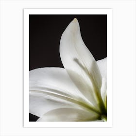 Art White Lily Flower Art Print