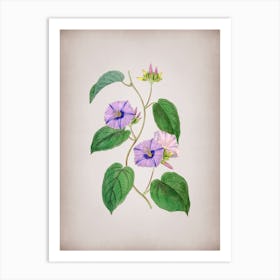 Vintage Hoary Jacquemontia Flower Botanical on Parchment Art Print