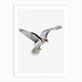 Falcon B&W Pencil Drawing 2 Bird Art Print