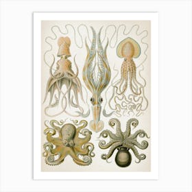 Vintage Haeckel 1 Tafel 54 Trichterkraken Art Print