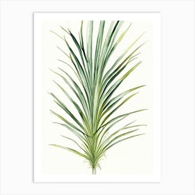 Saw Palmetto Herb Minimalist Watercolour 2 Art Print