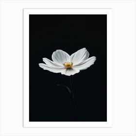 White Cosmos 1 Art Print