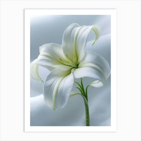 White Lily 2 Art Print