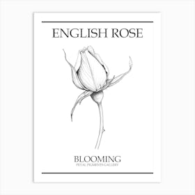 English Rose Blooming Line Drawing 2 Poster Art Print