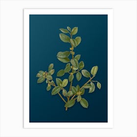 Vintage Italian Buckthorn Botanical Art on Teal Blue n.0932 Art Print