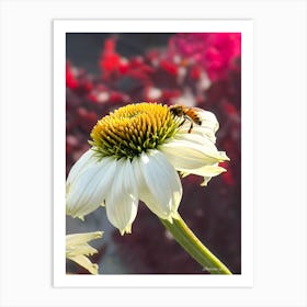 Bee On A Daisy Flower Art Print