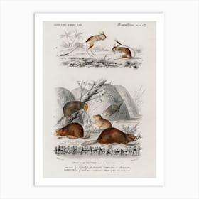 Beaver (Castor) And Jerboa (Dipus), Charles Dessalines D'Orbigny Art Print