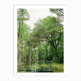 Charleston Cypress Garden II on Film Art Print