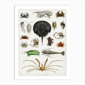 Collection Of Various Arthropods, Oliver Goldsmith Art Print