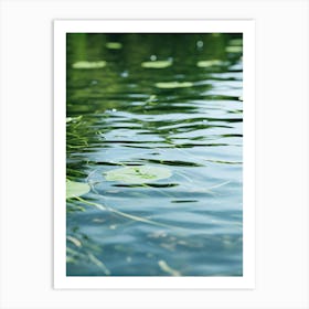 Lily Pads In The Water Art Print
