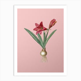 Vintage Hippeastrum Botanical on Soft Pink n.0858 Art Print