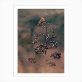 Kestrel In Desert Art Print