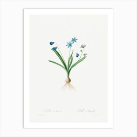 Scilla Amaena, Pierre Joseph Redoute Art Print