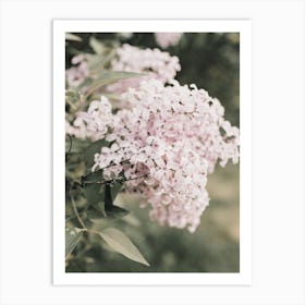 Lilac Hydrangea Art Print