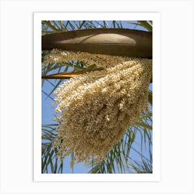 Flowering date palm and blue sky Art Print