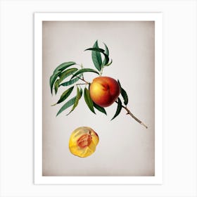 Vintage Peach Botanical on Parchment n.0087 Art Print