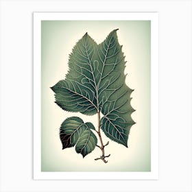 Silverberry Leaf Vintage Botanical 1 Art Print