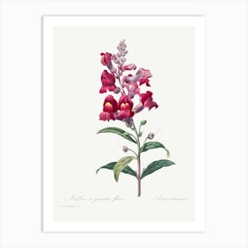 Anterinum From Choix Des Plus Belles Fleurs, Pierre Joseph Redouté Art Print